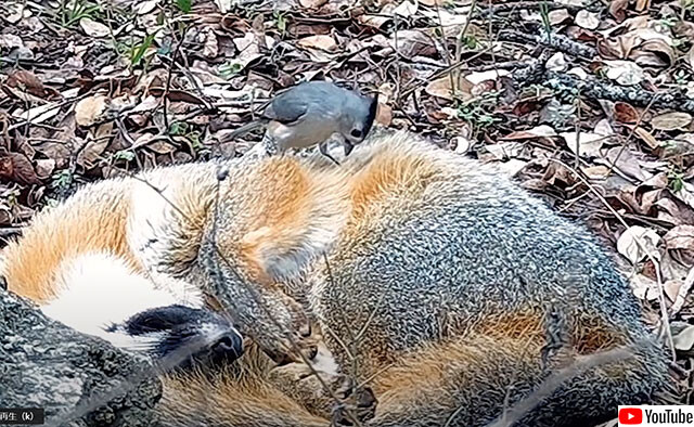 うたた寝中のキツネから毛を引っこ抜くシジュウカラ