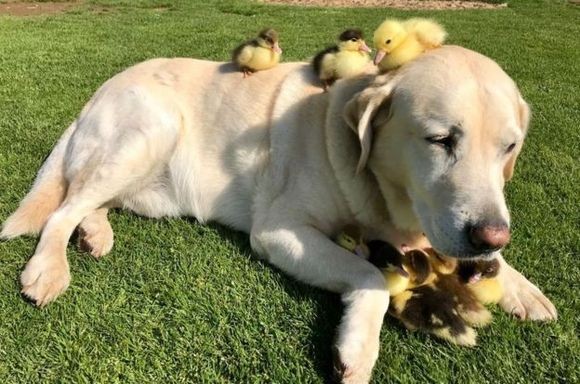 親鳥がいなくなったカモのヒナたち そのヒナたちの母親役をかってでたラブラドール犬 イギリス カラパイア