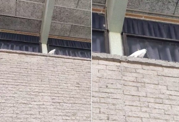 bird2_e