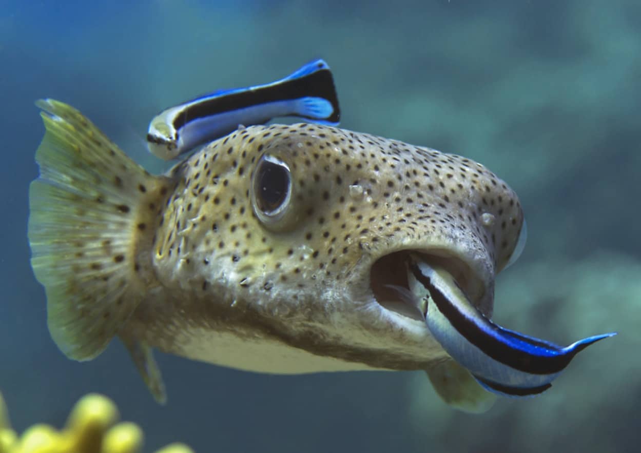 ホンソメワケベラは魚なのに犬やチンパンジーに匹敵する自制心を持っていることが判明