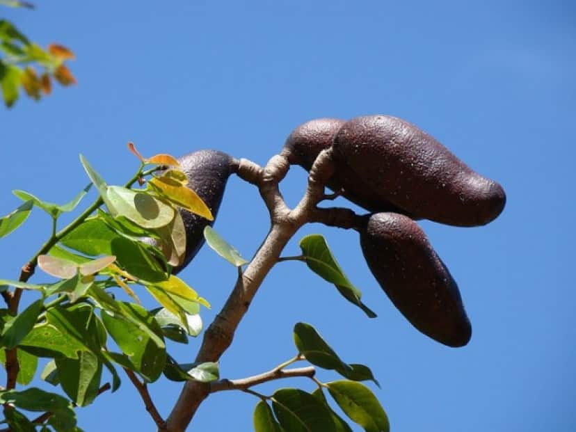 tree2_e