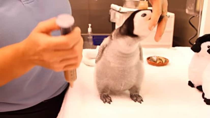 ぬいぐるみかよ ふかふかコウテイペンギンの赤ちゃんが可愛すぎる カラパイア ぬいぐるみかよ ふかふかコウテイペンギンの赤ちゃんが可愛すぎる カラパイア