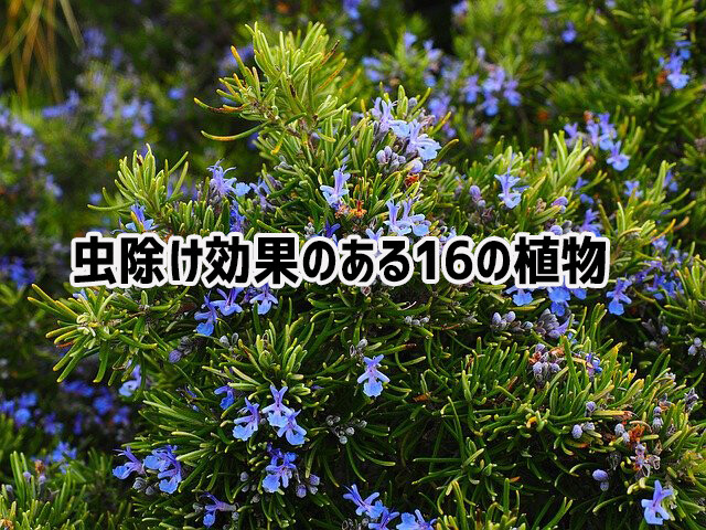 虫刺されの季節がやってきた！「虫除け効果のある15の植物」で自然に追い払おう【ライフハック】