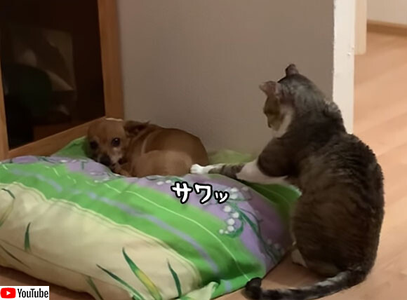 犬と心を通わせたい猫のソフトタッチング