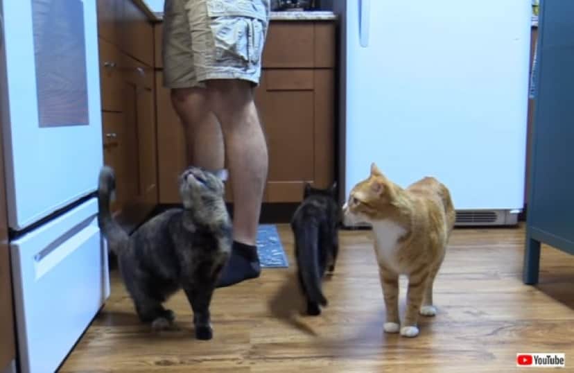 猫の鳴き声には意味がある 7種の鳴き方とその意味 カラパイア 猫の鳴き声には意味がある 7種の鳴き方とその意味 カラパイア