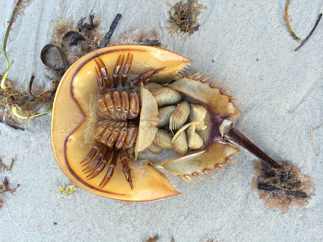 horseshoe-crab-589914_640