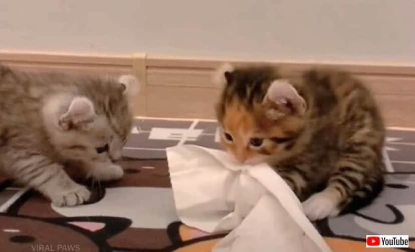 littlekitty4_640