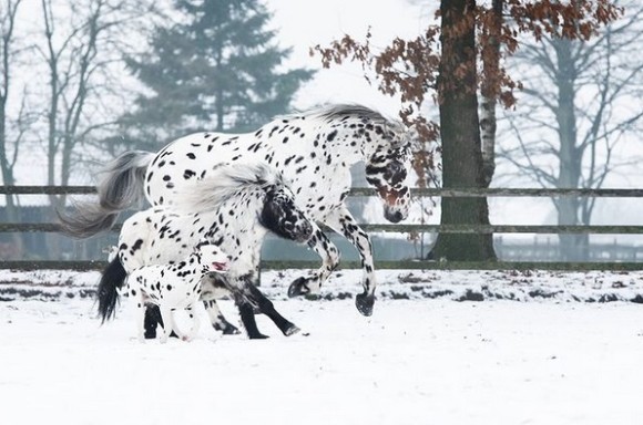 ディズニーのファンタジーかな。同じ柄を持つ大親友トリオ、馬とポニーとダルメシアンの種を超えた絆が美しい（オランダ）