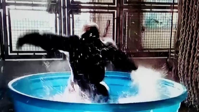 プールを楽しむゴリラの姿があまりにもリズミカルで映画のワンシーンのよう カラパイア