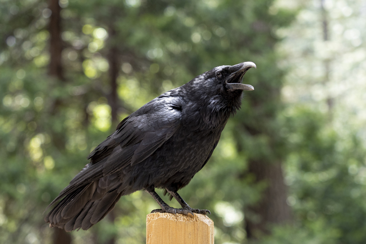 カラスゴスギス！カラスは声に出して数を数えることができることが判明、人間以外では初の事例