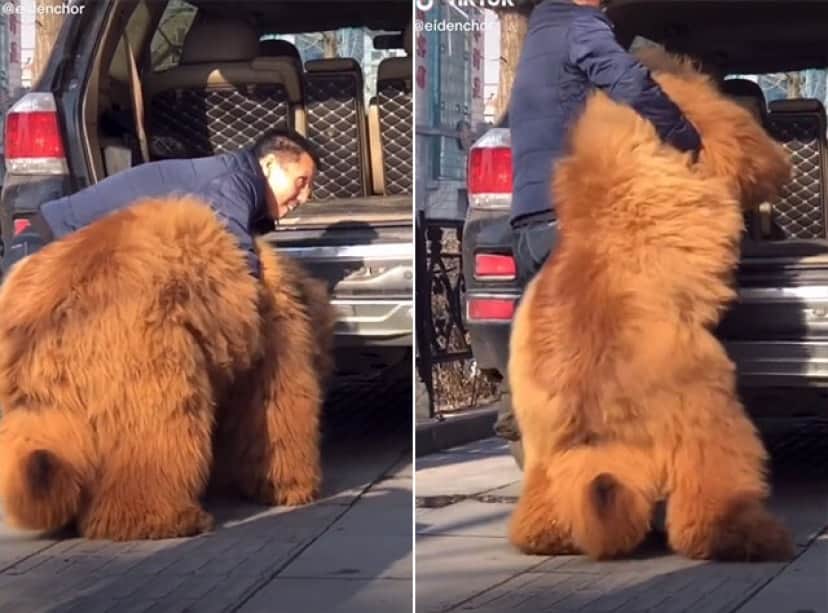 犬というより熊 重さ136キロのチベタン マスティフは車に乗り込むのも一苦労 カラパイア 犬というより熊 重さ136キロのチベタン マスティフは車に乗り込むのも一苦労 カラパイア