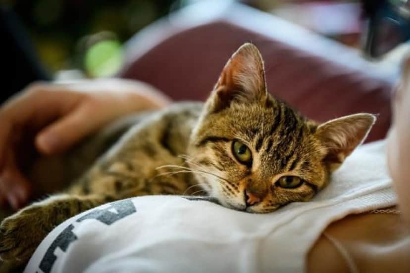 cat-g041a34fc0_640_e