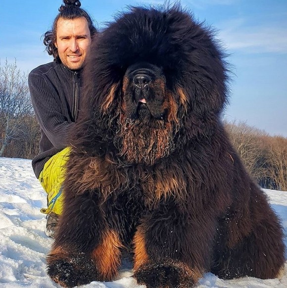 サイズ感も飼い主への愛情も巨大！チベタン・マスティフ犬にズームイン！