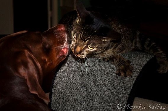 funny_cats_and_dogs_07