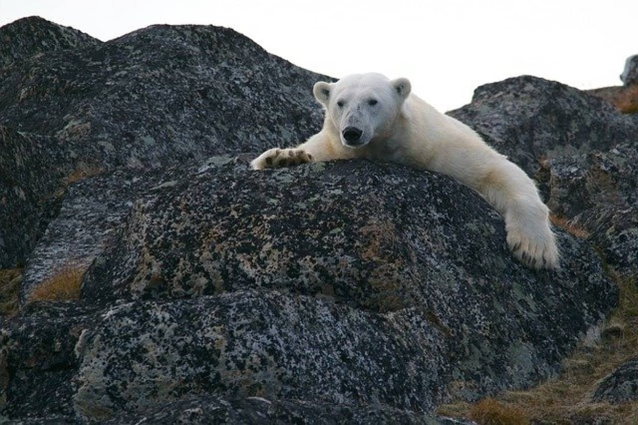 シロクマは武器の使い方を知っていた。氷の塊でセイウチを撲殺していたことが判明。