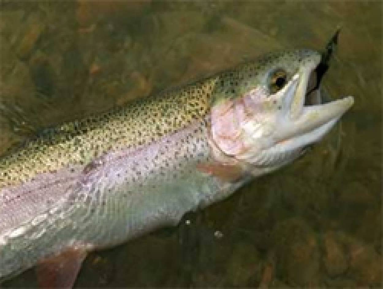 魚は痛み感じる能力があり 痛みの感じ方はヒトの新生児や早産児以上 英魚類学者研究 カラパイア 魚は痛み感じる能力があり 痛みの感じ方はヒトの新生児や早産児以上 英魚類学者研究 カラパイア