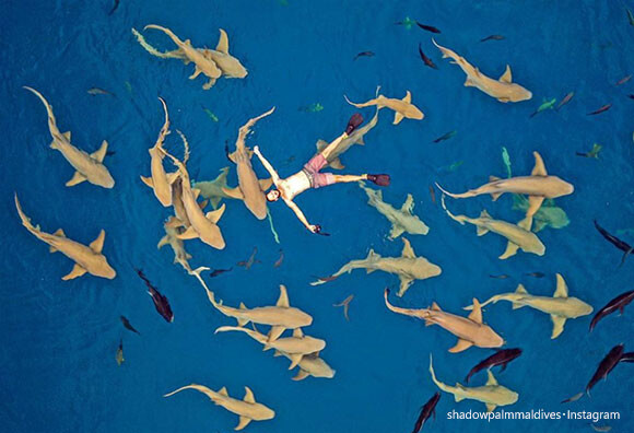 想像してごらん、海に浮かんでいるとその下には大量のサメが泳いでいる姿を！経験したいならモルディブにGO！