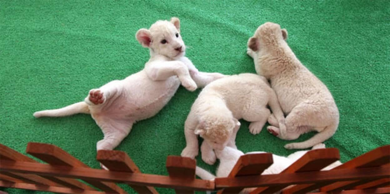 ホワイトキャワーズ 姫路で生まれた5匹のホワイトライオンの赤ちゃん カラパイア