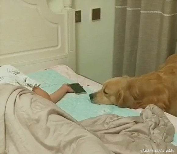 飼い主が眠りに落ちるとスマホを片付け毛布をかけ電気を消してくれる犬 カラパイア