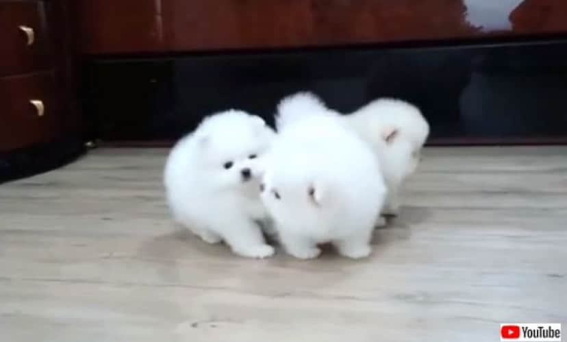 モフモフ毛玉が元気にコロコロ走り回るよ ポメラニアンの子犬たちを愛でる動画 カラパイア モフモフ毛玉が元気にコロコロ走り回るよ ポメラニアンの子犬たちを愛でる動画 カラパイア