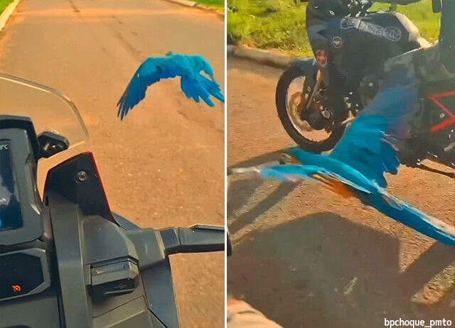 おいらも助太刀するぜ！美しいコンゴウインコが2人の警察官のバイクパトロールに同行