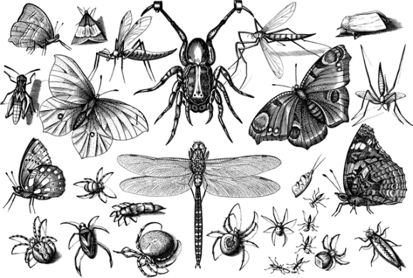 insects-4798274_640_e