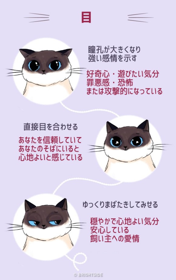 猫は雄弁 尻尾や仕草 鳴き声で多くを語る 猫語 を理解するためのイラスト カラパイア