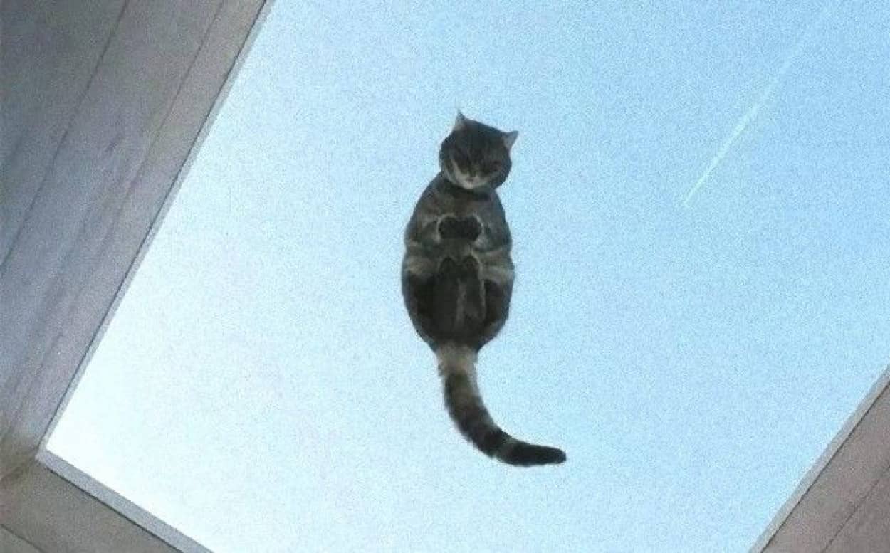 funny-cats-on-glass-18-5c37545059013__605_e (2)_e