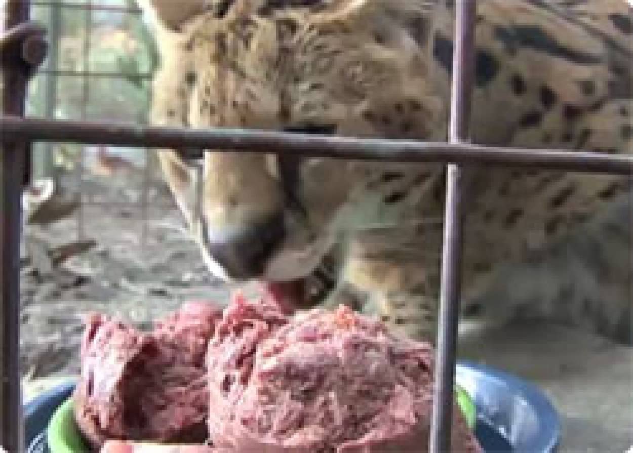 さすがに野生捕食者 サーバルキャットの ナムナム は一味違う カラパイア さすがに野生捕食者 サーバルキャットの ナムナム は一味違う カラパイア