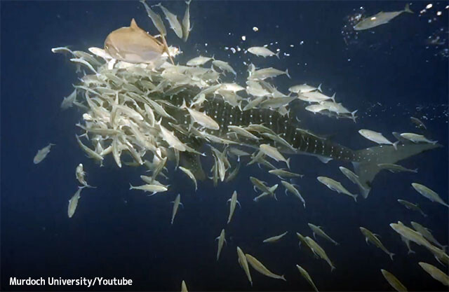 ジンベイザメは体に群がる小魚を食べていた。小魚たちは命がけでヒッチハイク