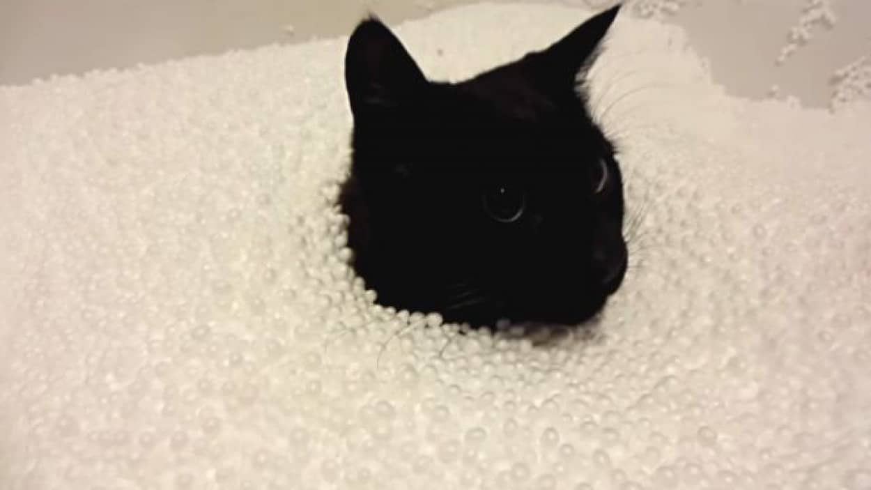 おうちのなかで雪遊び気分 極小の発泡ビーズに埋まって遊ぶ猫 カラパイア おうちのなかで雪遊び気分 極小の発泡ビーズに埋まって遊ぶ猫 カラパイア