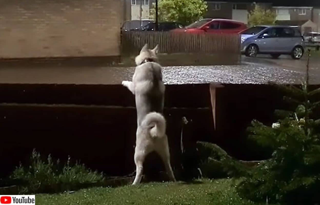 どこ どこにいるの ハスキー犬 雷とのファーストコンタクト カラパイア どこ どこにいるの ハスキー犬 雷とのファーストコンタクト カラパイア