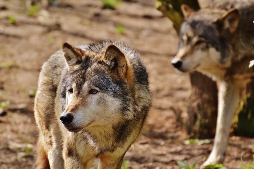 wolf-1350014_640