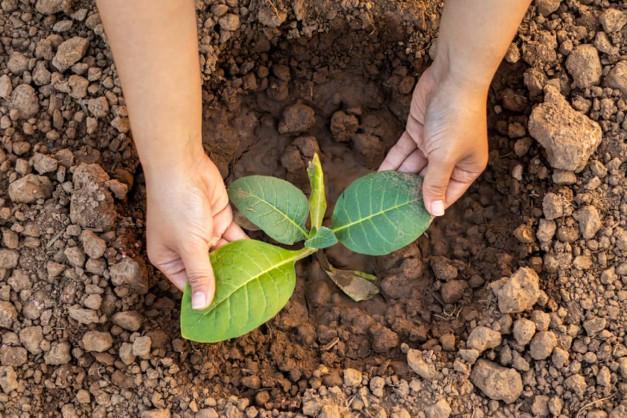 経がなくても触れられた感覚がわかる 植物の驚くべき能力