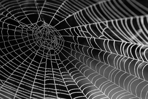 蜘蛛が苦手 もしかしたら心変わりするかもしれない蜘蛛に関する10の魅力 蜘蛛出演中 カラパイア