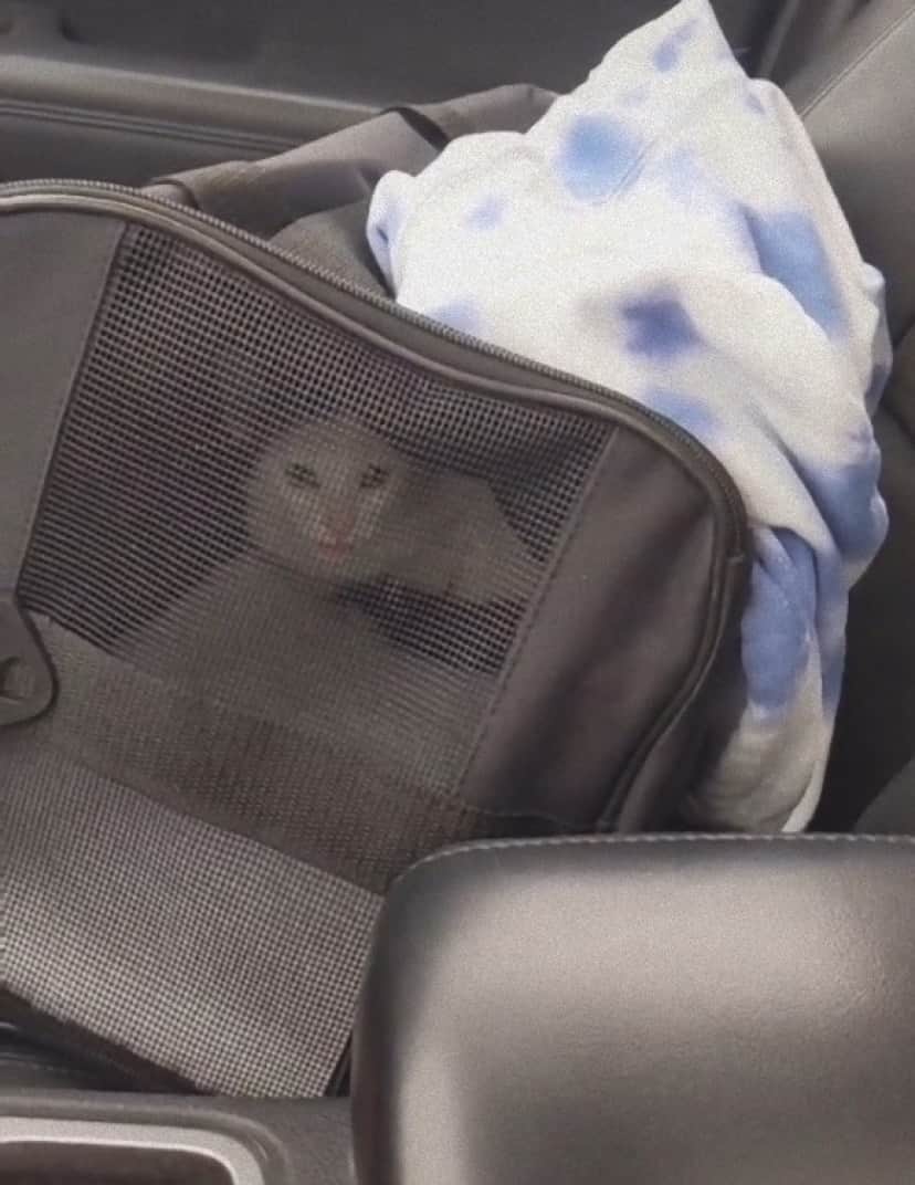 walmart cat3_e