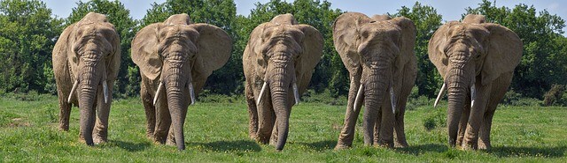 elephant-3675670_640