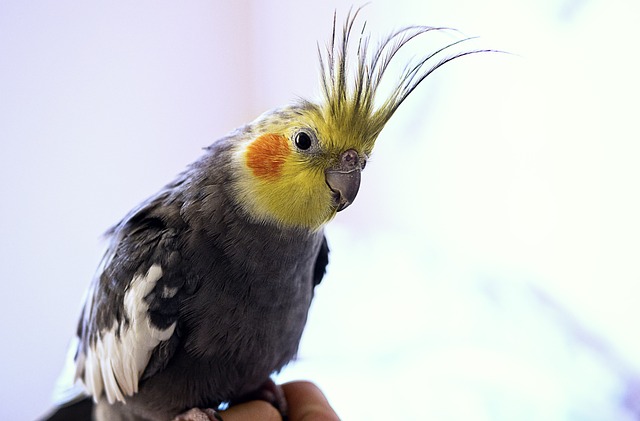 嵐で行方不明になったインコが最愛の犬と再会、うれしくて犬の背に乗り大好きな歌を捧げる