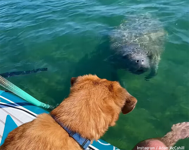 ディズニー映画かな？犬とマナティーが友達になったよ