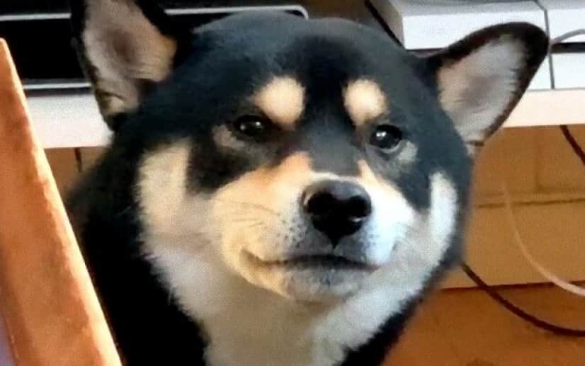 柴犬の困惑 くしゃみが出そうででない柴犬 むずむずが止まらない カラパイア 柴犬の困惑 くしゃみが出そうででない柴犬 むずむずが止まらない カラパイア