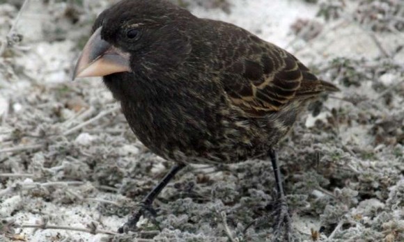 神秘のガラパゴス わずか2世代で新種の鳥が誕生していた 米研究 Kororoko1のblog