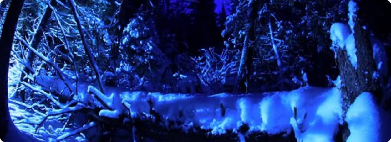 凍える森 カナダの密林の中の青と白の澄み切った雪景色 高画質 カラパイア 凍える森 カナダの密林の中の青と白の澄み切った雪景色 高画質 カラパイア