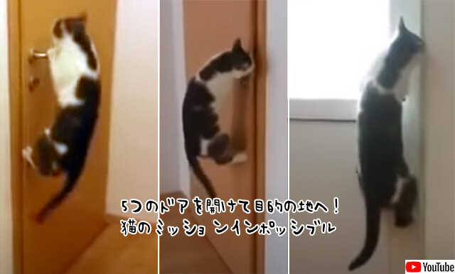 5つのドアを開け、目的の地にたどり着いた猫のミッションインポッシブル
