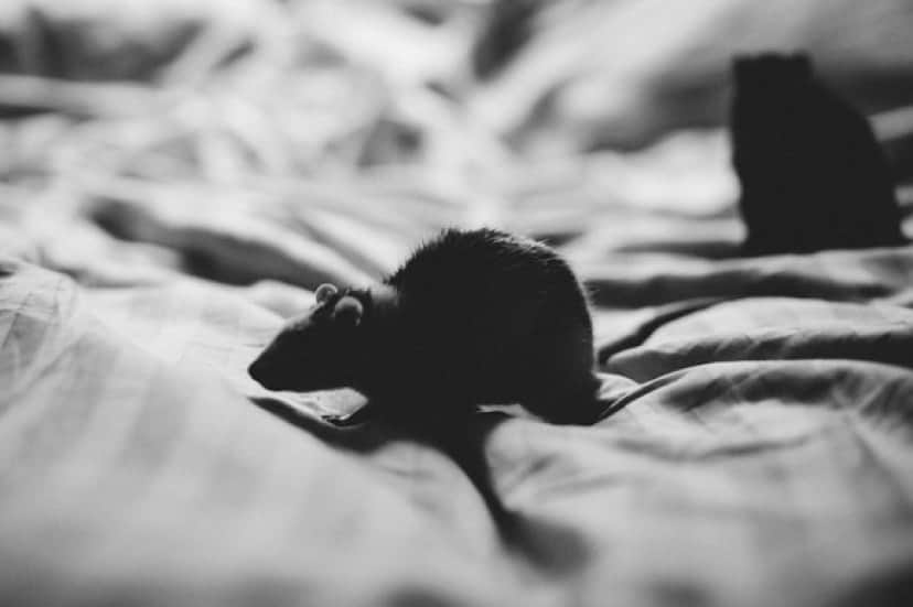 animals-2939604_640_e