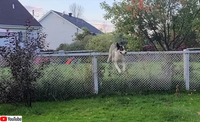 友情に壁はない 軽々とフェンスを飛び越えて隣の犬に会いに行く犬 カラパイア 友情に壁はない 軽々とフェンスを飛び越えて隣の犬に会いに行く犬 カラパイア