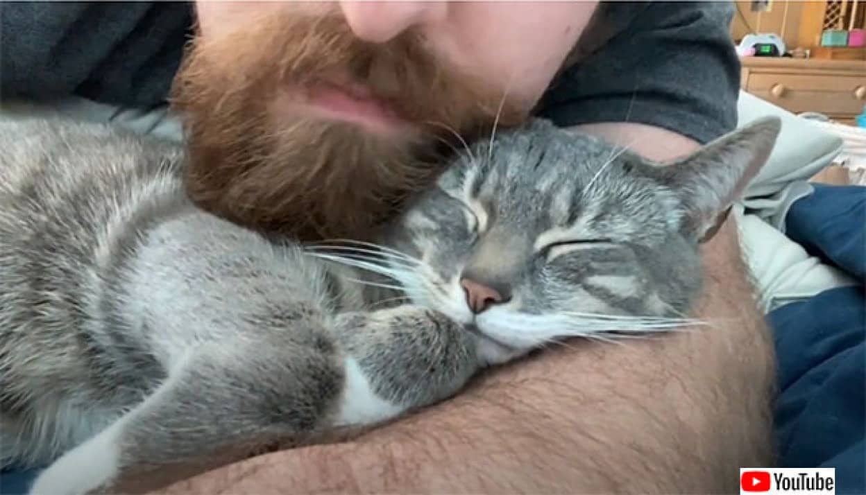 猫がヒゲメンを好む理由 ヒゲが天然のブラシ代わりに カラパイア