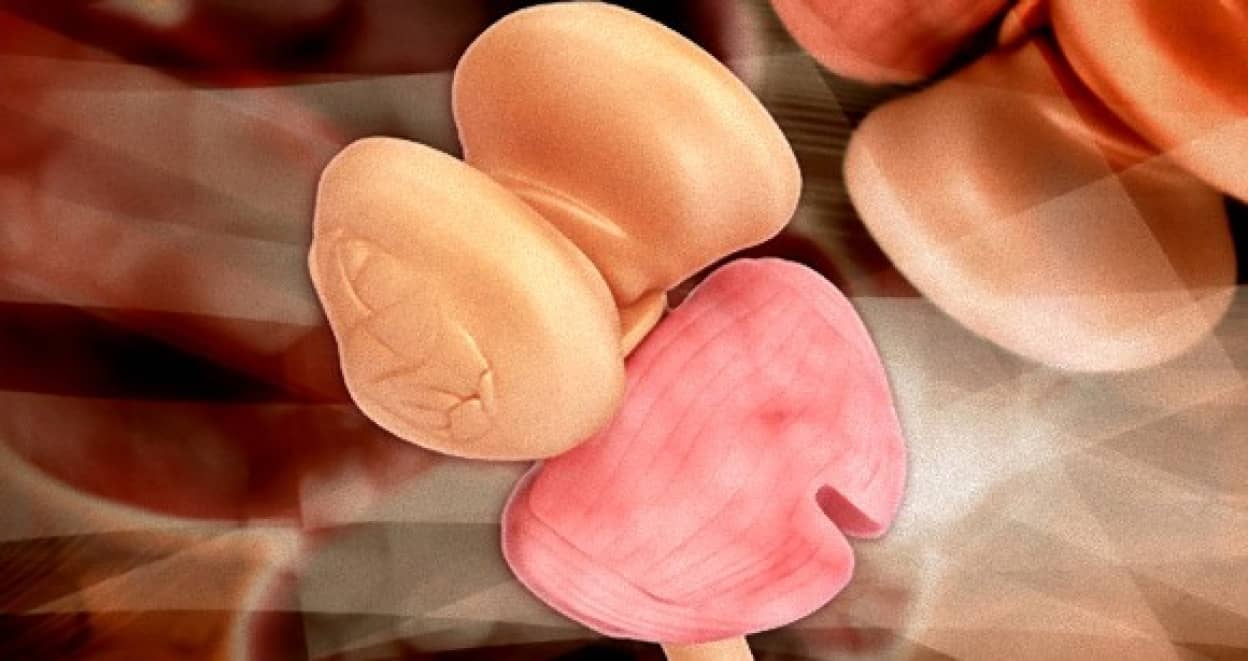 人間は誰もが脳内に第三の目を持っている カラパイア