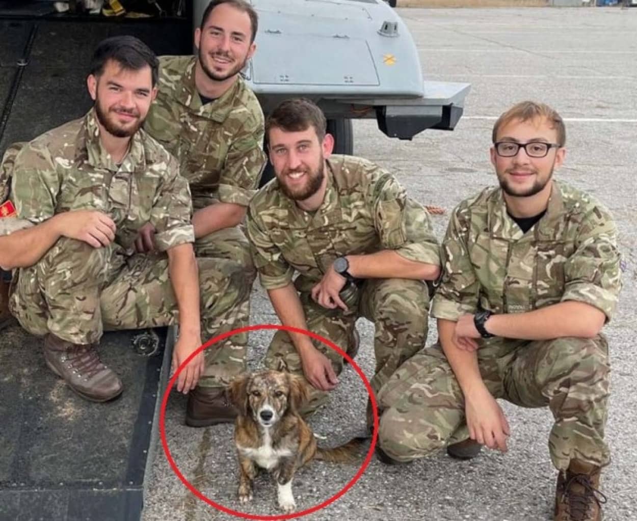 イギリス兵が駐留中に出会った子犬