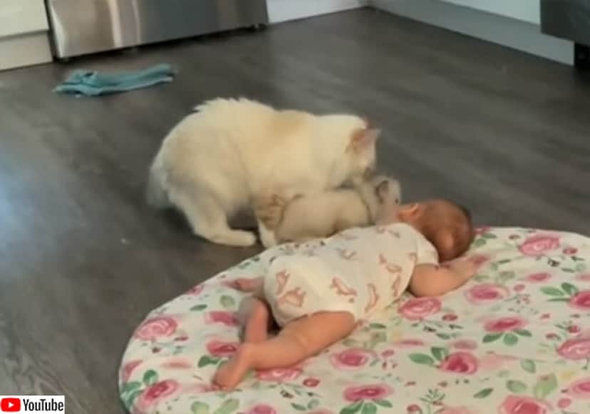 ちびっこ同士集めてみた 母猫が赤子に自分の赤ちゃんを見せに来る カラパイア