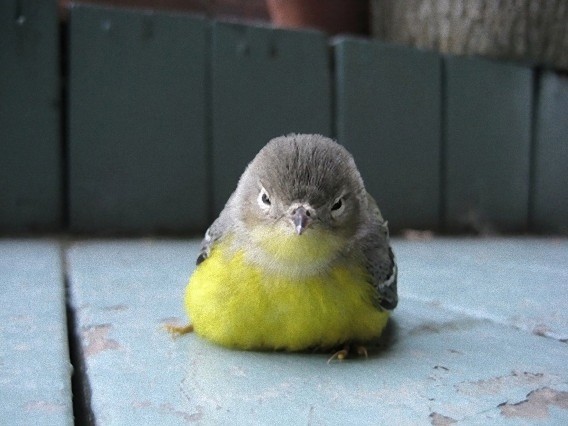 最高の動物画像 上鳥 可愛い